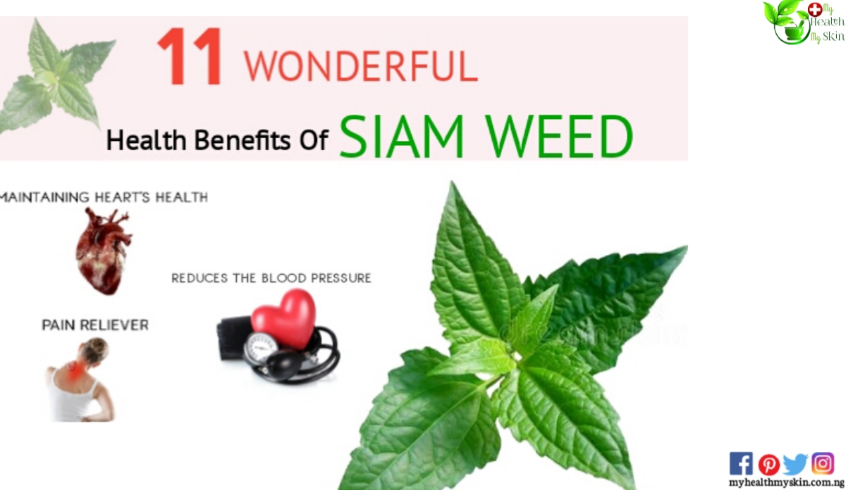 siam weed health benefits