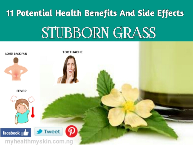 11 Potential Health Benefits And Side Effects Of Stubborn Grass