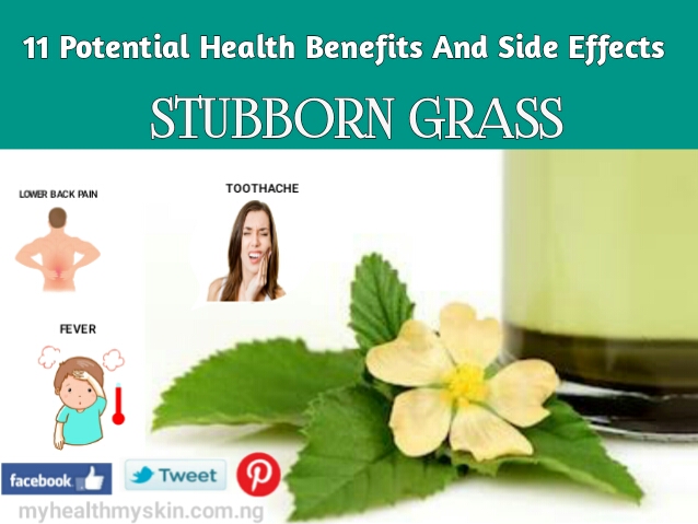 HEALTH BENEFITS OF STUBBORN GRASS - Oluwa loni iwosan ede