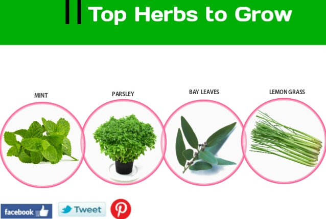 Top Herbs