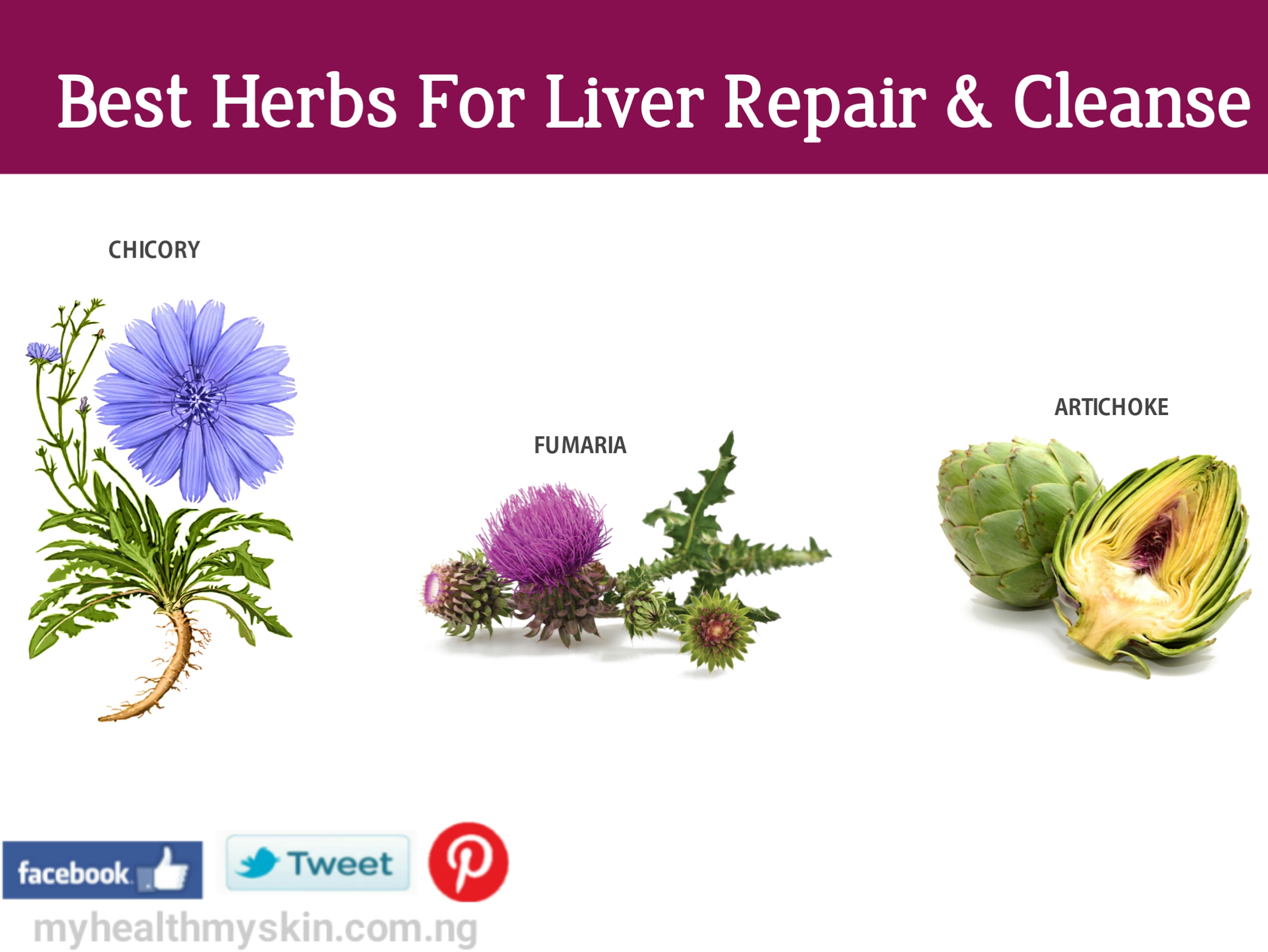 Best Herbs For Liver Repair