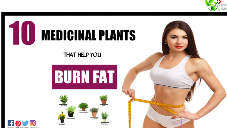 10 Medicinal plants that help you burn fat