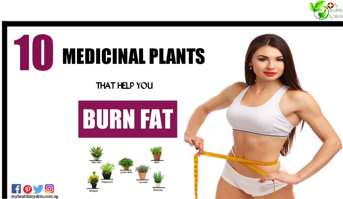 10 Medicinal plants that help you burn fat