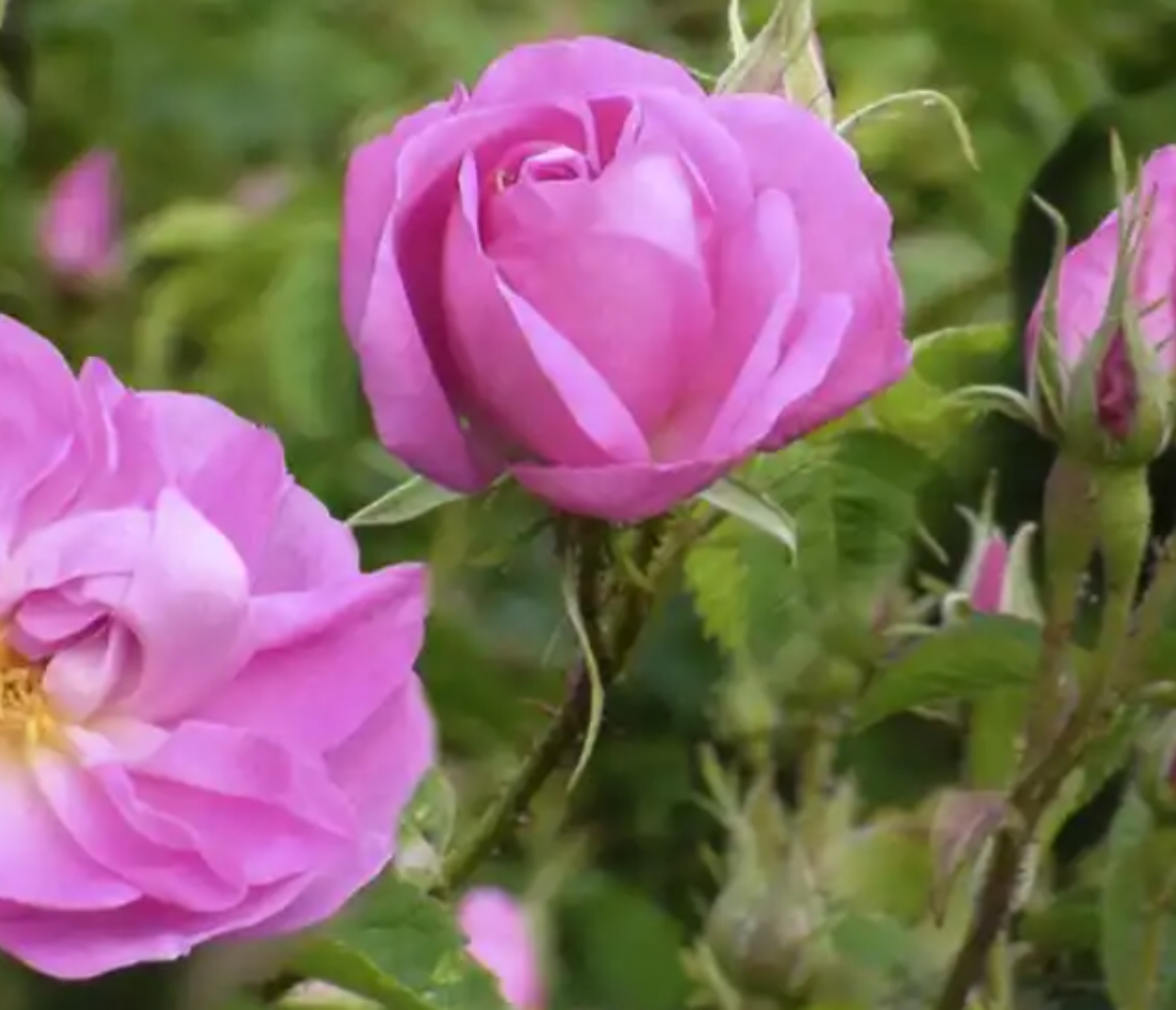 Damascene rose medicinal plants for women's