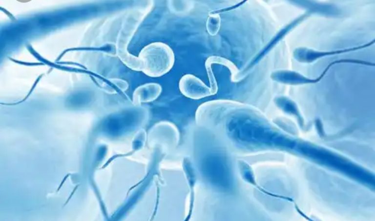 Does Losing Sperm Make You Weaker Fact Check: Does Releasing Sperm Make You Lose Weight