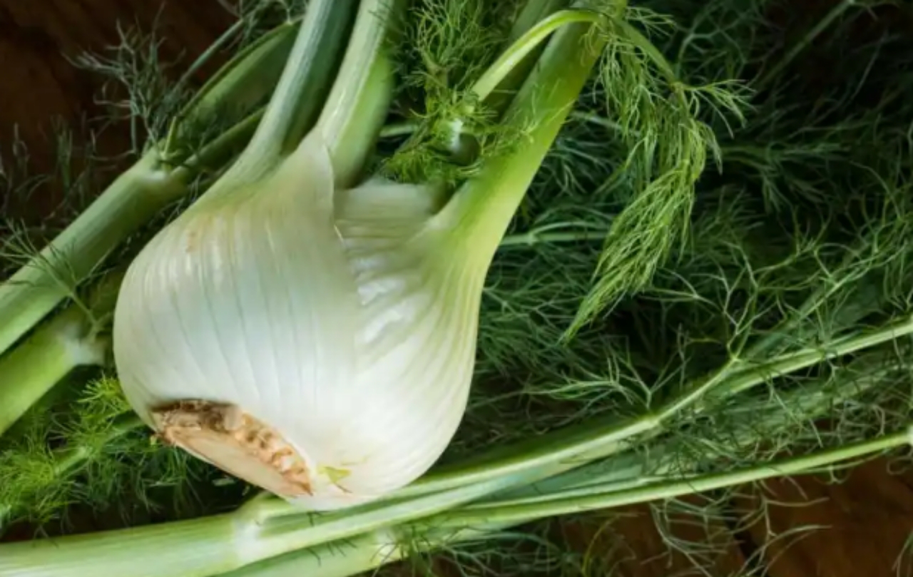 Fennel