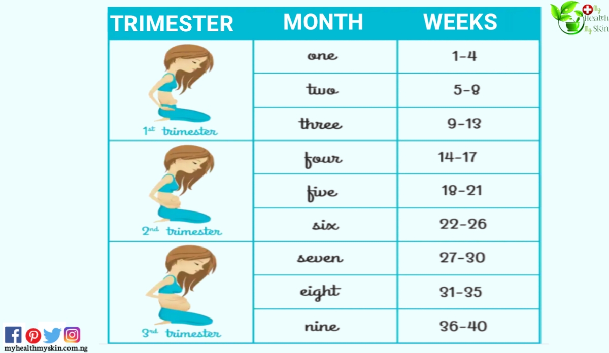 Trimester How to calculate the Pregnancy weeks