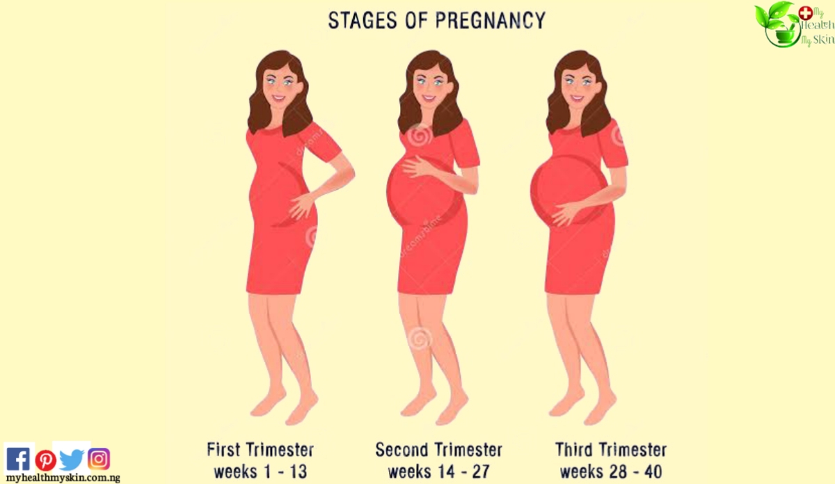 Stages of pregnancy