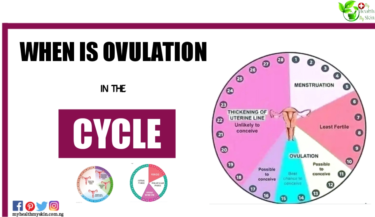 When is ovulation in the cycle