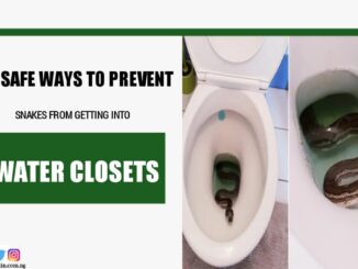 6 Safe Ways To Prevent Snakes From Getting Into Water Closets, Toilet Bowls