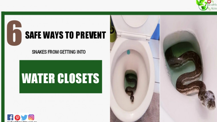 6 Safe Ways To Prevent Snakes From Getting Into Water Closets, Toilet Bowls