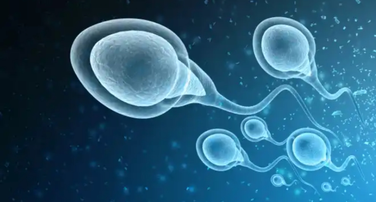 How Long Do Sperm Stay Alive Inside And Outside The Body?