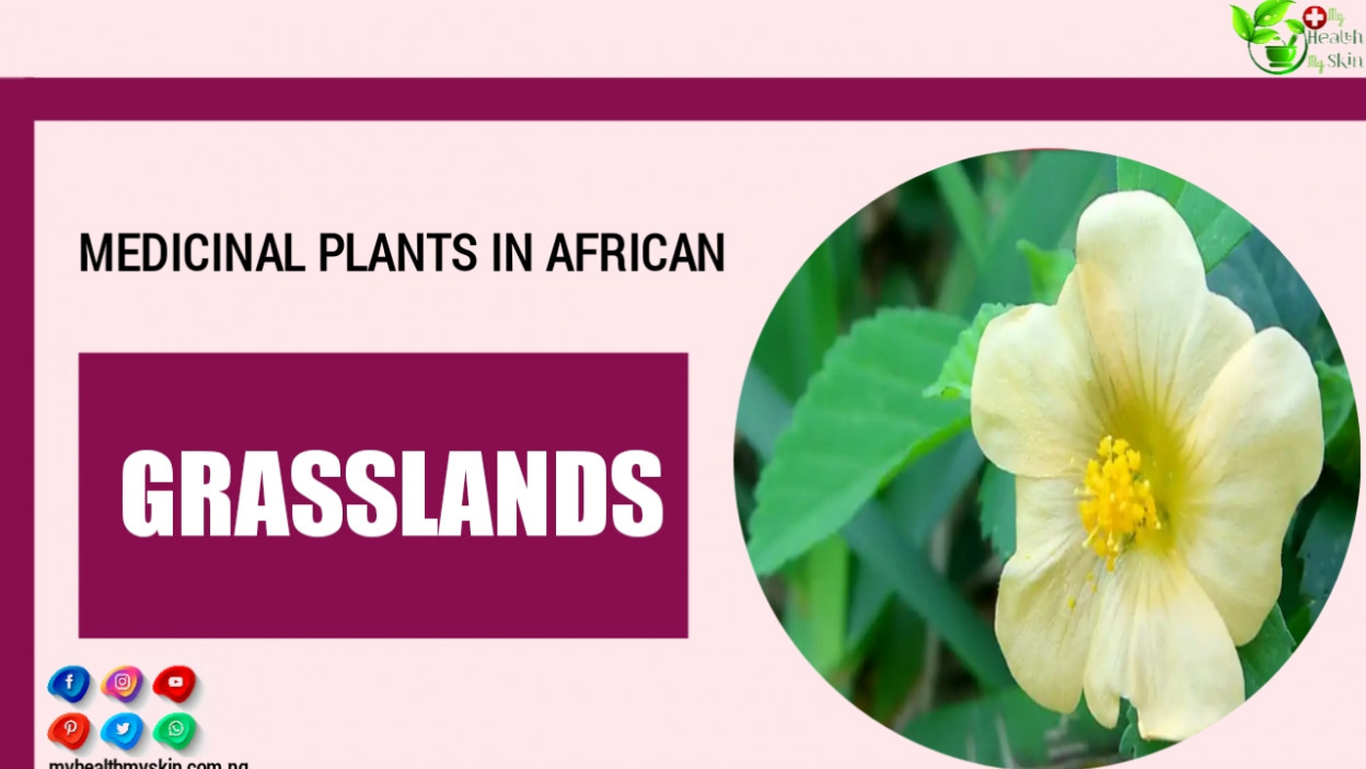 16 Medicinal Plants In African Grasslands For Curing Diseases