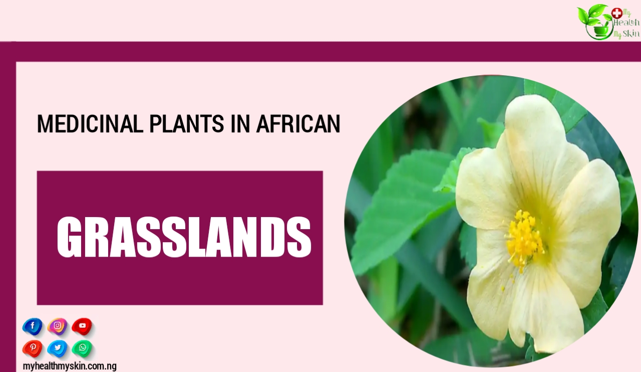 16 Medicinal Plants In African Grasslands For Curing Diseases