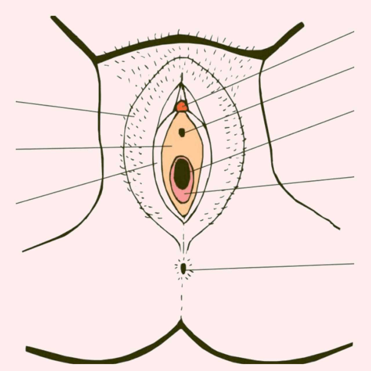 Clitorial hood