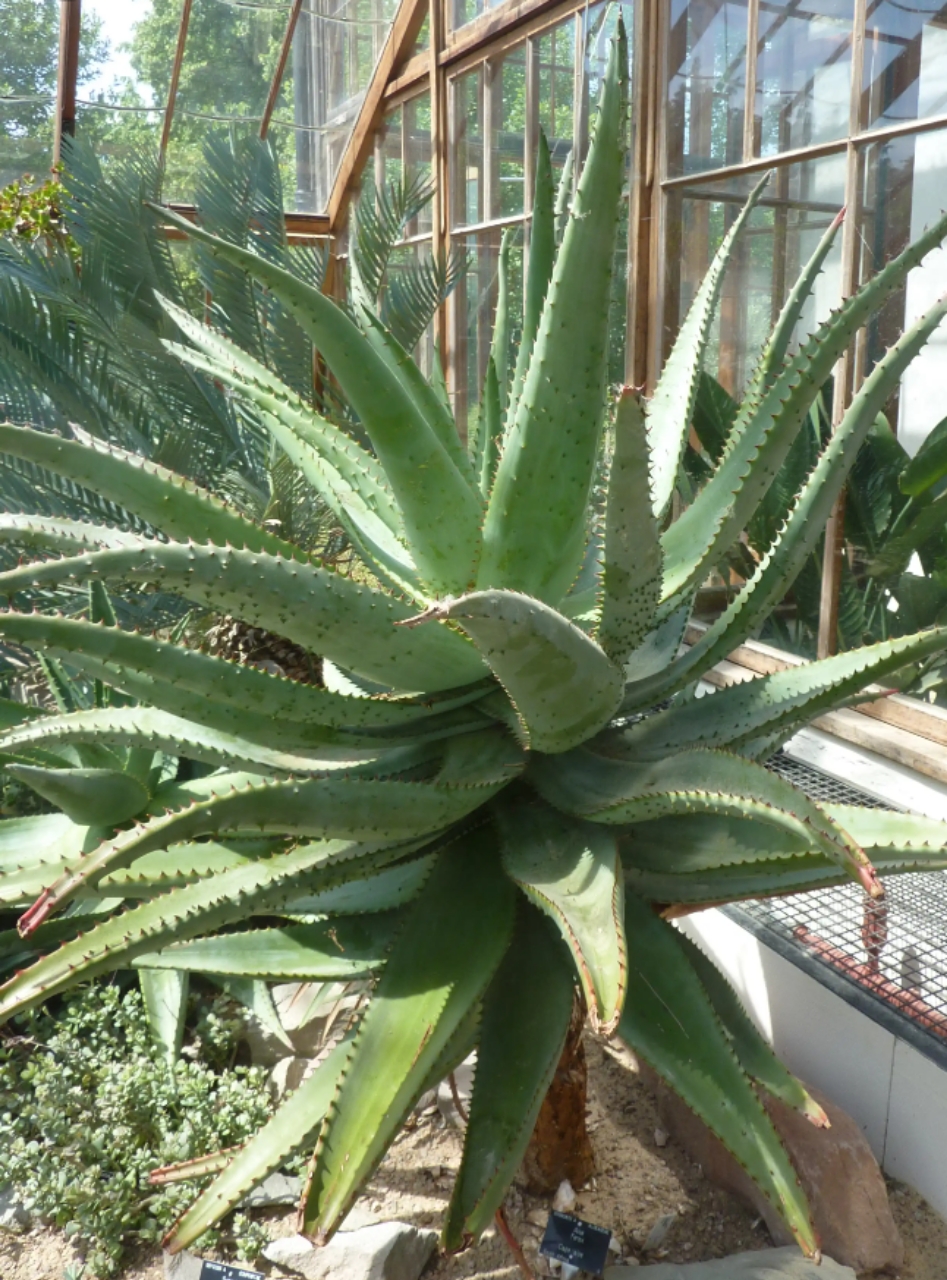 Aloe Ferox (Cape Aloe)