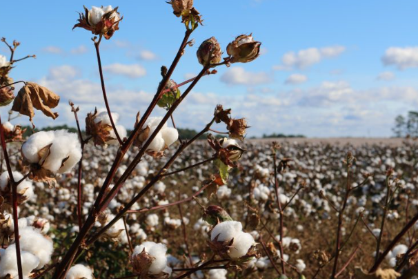 Some Facts About Cotton In Brazil And In The World