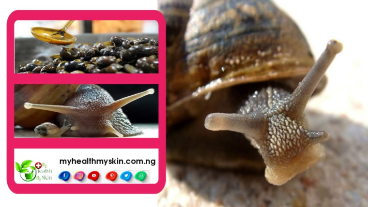 15 Health Benefits of Snail in Our Diets