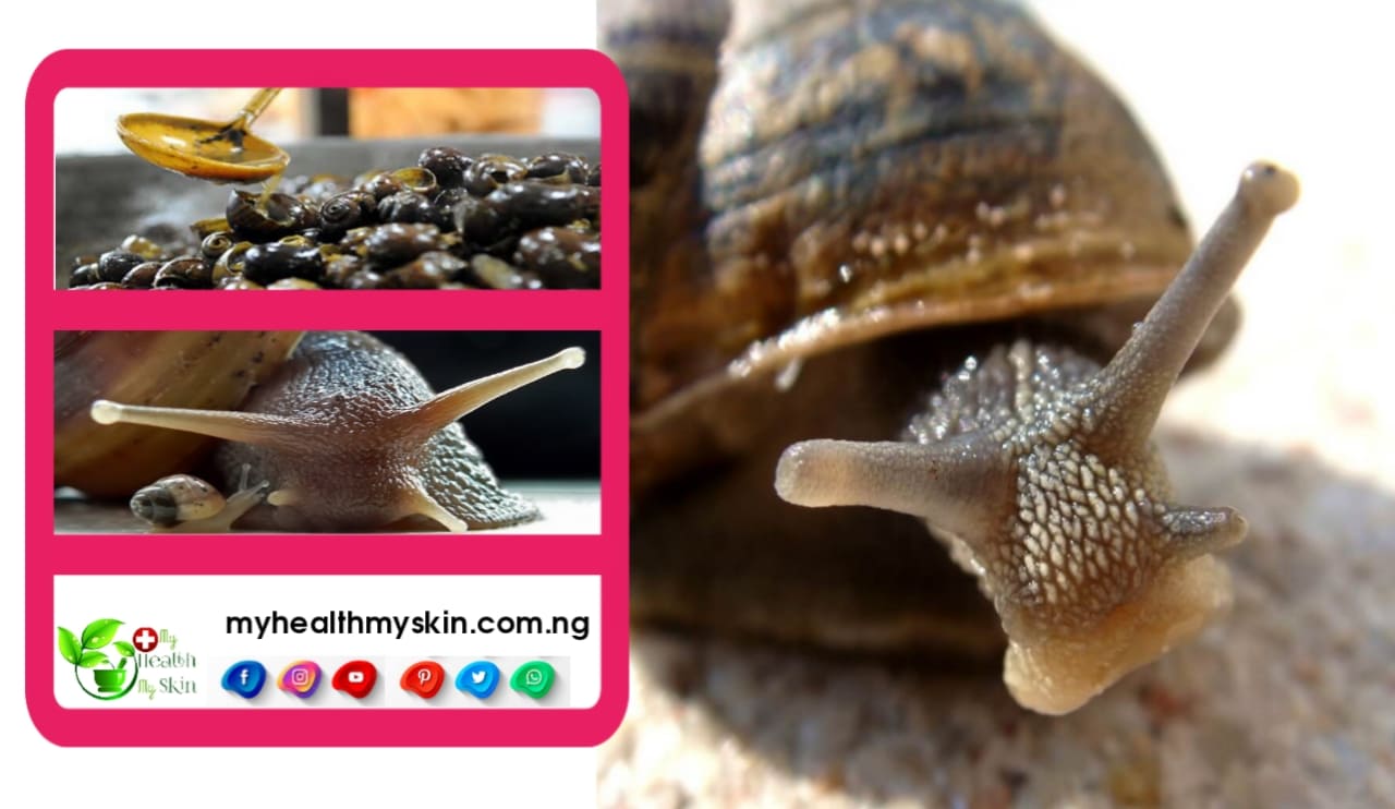 Health Benefits of Snail in Our Diets
