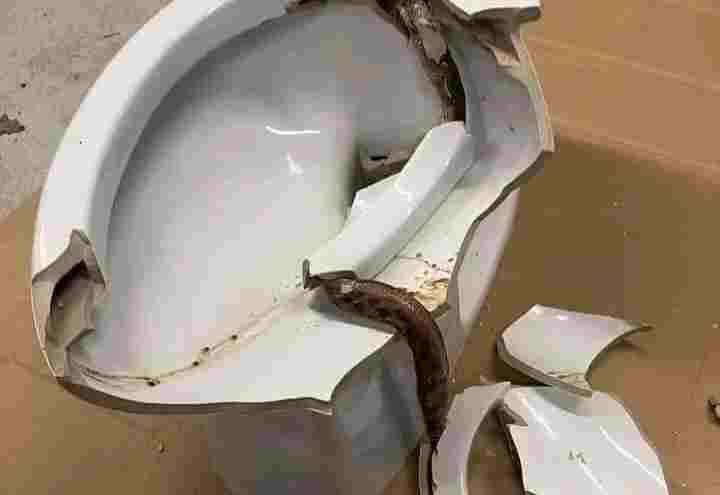 Beware of Heat-Seeking Snakes: Shocking Encounter in Bathroom Warns Against Lurking Dangers