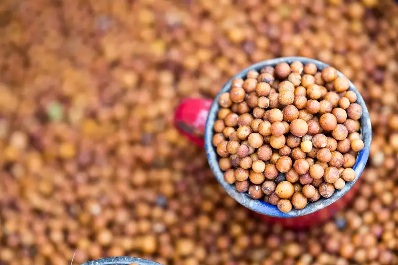 Guinea Corn sorghum