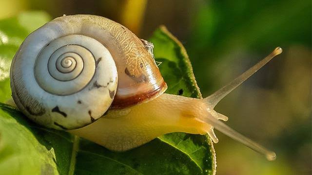 What Type Of Animal Is Snail