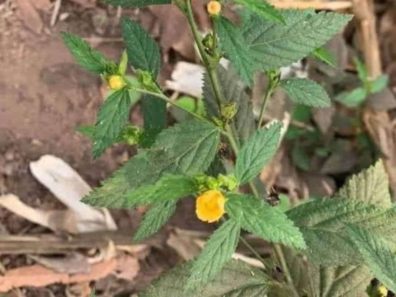 The Professor - HEALTH BENEFITS OF STUBBORN GRASS FOR RHEUMATOID ARTHRITIS. Botanical name: Sida Acuta Osokotu in Yoruba language. Other uses: Stubborn grass is useful for the cure of bacteria in the