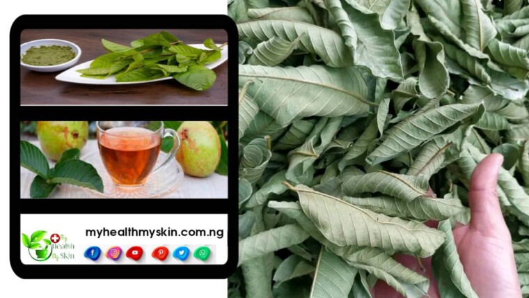 Benefits Of Guava Leaves For For Fertility Ovulation Scanty Or Lack Of Menstruation