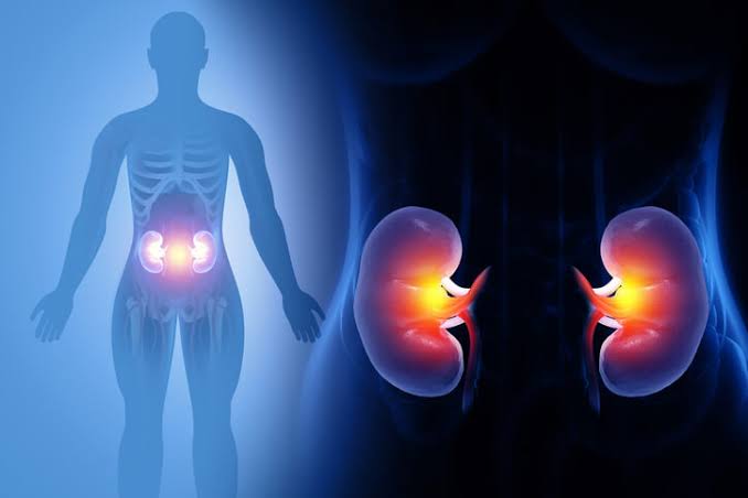 Kidney organ