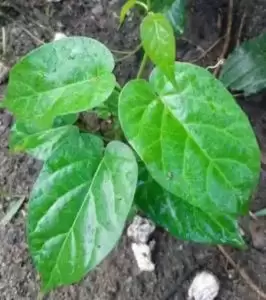 Utazi plant (GANGRONEMA latifolium)