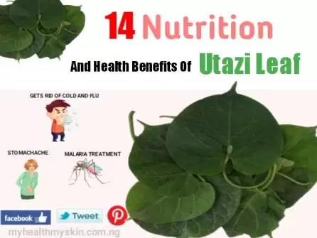 Health Benefits of Utazi leaf