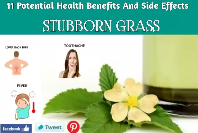 health benefits and side effects of stubborn grass