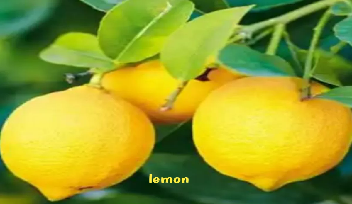 Different types of fruits