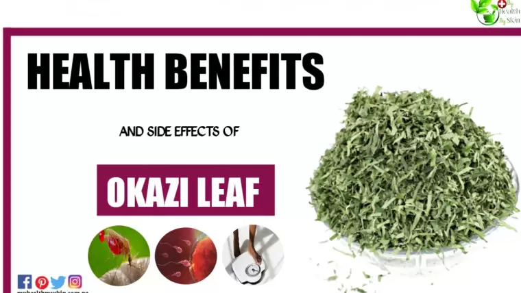Okazi leaf 10 Potential Health Benefits And Side Effects of Ukazi leaf Afang leaf Okazi and Pregnancy