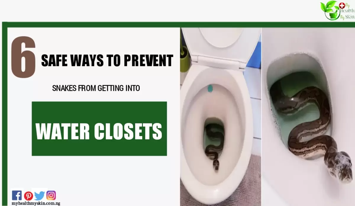 6 Safe Ways To Prevent Snakes From Getting Into Water Closets Toilet Bowls0A