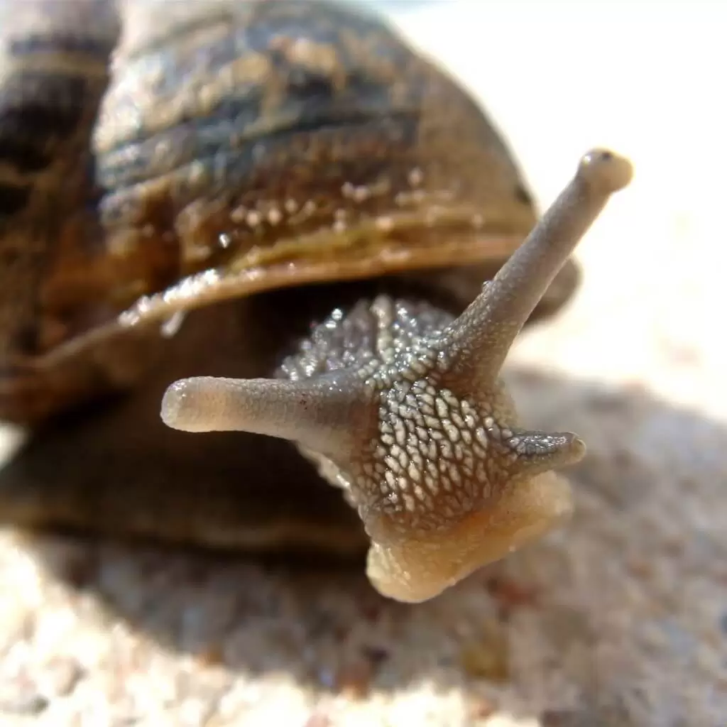 15 Health Benefits of Snail in Our Diets