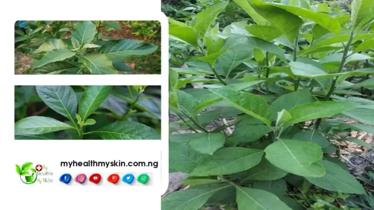Bitter Leaf Health Benefits And Side Effects